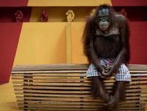 Pose Memelas Orang Utan Jadi Juara Lomba Foto, Ada Kisah Tragis di Baliknya