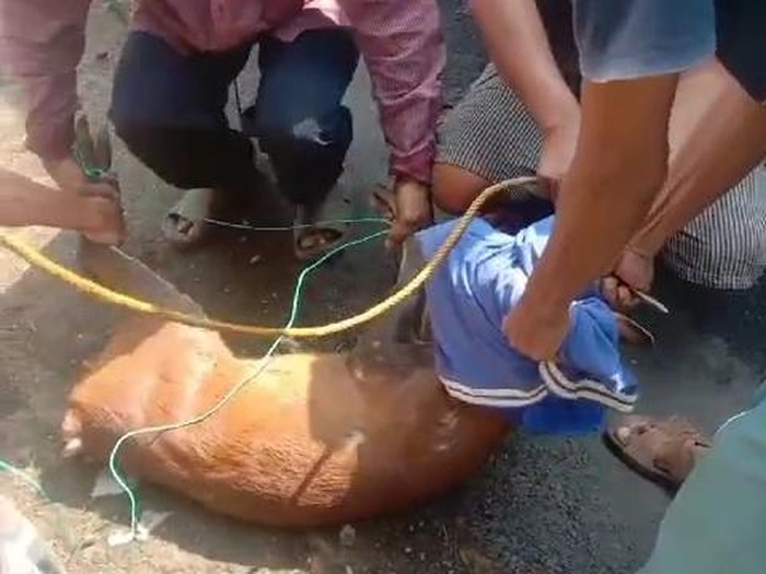 Rusa masuk ke perkampungan di Desa Kademangan Kecamatan Mande