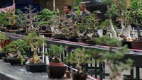 Pengunjung melihat-lihat tanaman bonsai yang dipamerkan oleh peserta dari sejumlah daerah di Jawa Tengah.  