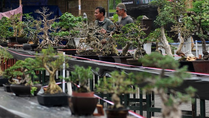 Seratusan Bonsai Cantik Dipamerkan di Boyolali