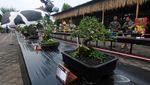 Seratusan Bonsai Cantik Dipamerkan di Boyolali