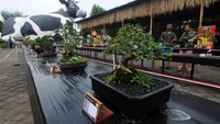 Sebanyak 180 tanaman bonsai dipamerkan di Gelar Bonsai Boyolali III. Pameran itu untuk mengangkat potensi hasil seni tanaman bonsai.
