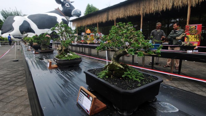 Pengunjung melihat tanaman bonsai pada Gelar Bonsai Boyolali III di Boyolali, Jawa Tengah, Selasa (2/7/2024). Pameran tersebut menampilkan 180 tanaman bonsai dengan peserta dari sejumlah daerah di Jawa Tengah untuk mengangkat potensi hasil seni tanaman bonsai. ANTARA FOTO/Aloysius Jarot Nugroho/nym.