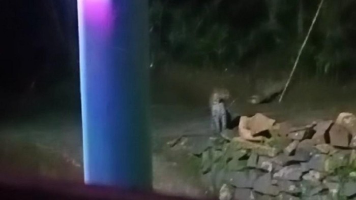 Tangkapan layar video macan tutul terekam mondar-mandir di halaman rumah warga.