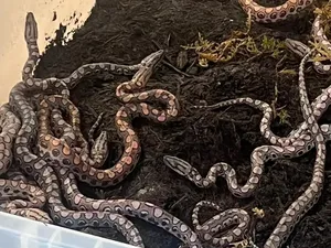 Bikin Kaget! Dikira Jantan, Ular Ini Lahirkan 14 Anakan dan... Tanpa Pasangan