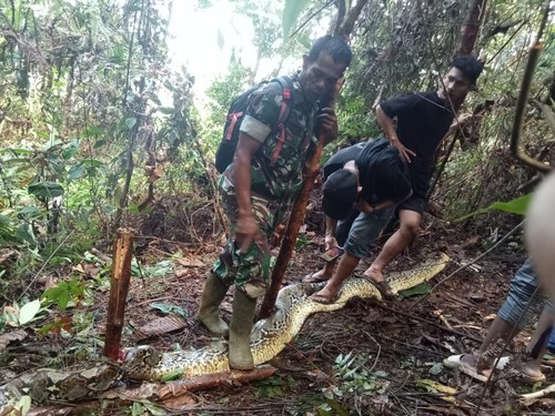 Ular piton 8 meter di Luwu dibunuh usai memangsa warga.