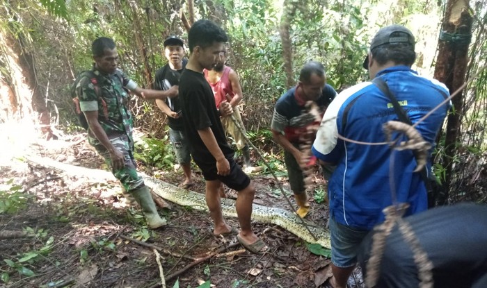 Ular piton 8 meter di Luwu dibunuh usai memangsa warga.