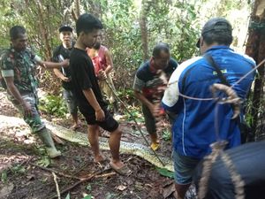 Penampakan Ular Piton 8 Meter yang Telan Wanita di Luwu hingga Tewas