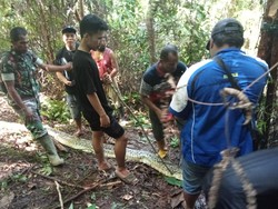 Horor Wanita Ditelan Piton di Sulawesi Hebohkan Media Mancanegara