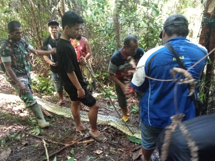 Ular piton 8 meter di Luwu dibunuh usai memangsa warga.