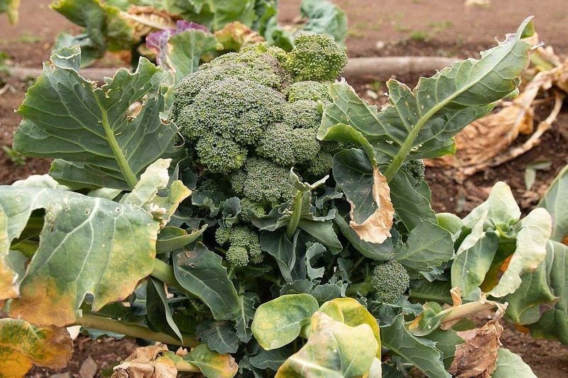 5 Buah dan Sayuran Ini Ternyata Punya Asal Usul Unik