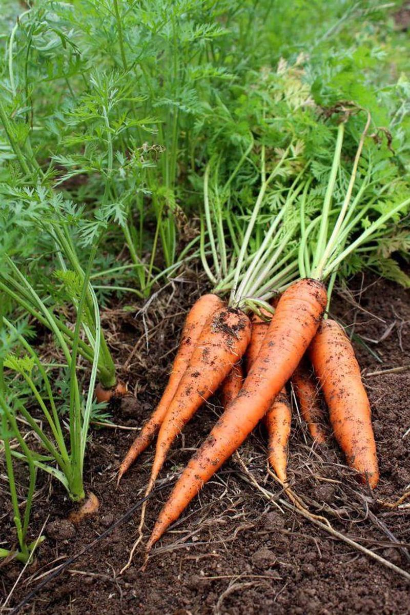 5 Buah dan Sayuran Ini Ternyata Punya Asal Usul Unik