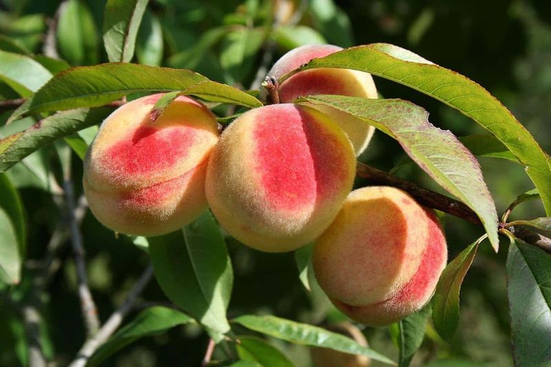 5 Buah dan Sayuran Ini Ternyata Punya Asal Usul Unik