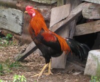 Ayam jantan jawa. (Wikipedia)