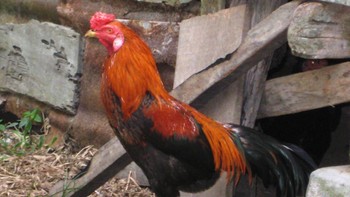 Seekor ayam pernah hidup selama 18 bulan tanpa kepala. Prestasi luar biasa Mike si ayam itu terjadi tahun 1940-an di Amerika Serikat. Dia selamat karena vena jugularisnya dan sebagian besar batang otaknya masih utuh, memastikan fungsi otak yang cukup untuk bertahan hidup. Dalam sebagian besar kasus, ayam tanpa kepala mati dalam hitungan menit. Foto: Ayam jantan jawa. (Wikipedia)