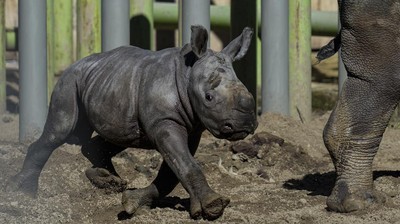Bayi Badak Putih Lahir di Chile, Harapan Baru dari Spesial Hampir Punah