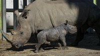 Silverio, seekor badak putih berumur dua belas hari, berdiri di samping induknya Hannah di Kebun Binatang Buin di Santiago, Chile, Selasa (2/7/2024).  