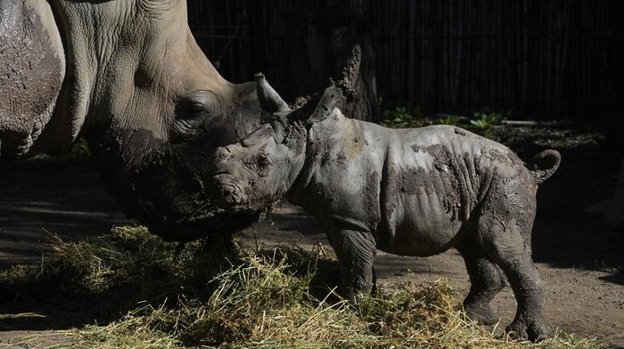 Bayi Badak Putih Lahir di Chile, Harapan Baru dari Spesial Hampir Punah A twelve-day-old rhino called Silverio walks near his mother Hannah during his presentation at the Buin Zoo in Santiago, Chile, Tuesday, July 2, 2024. The baby rhinoβs birth is the third of this endangered species born at the Buin. (AP Photo/Esteban Felix)