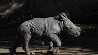 Kelahiran bayi badak tersebut merupakan kelahiran ketiga dari spesies terancam punah tersebut.  