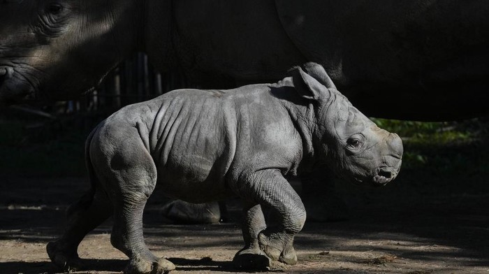 Bayi Badak Putih Lahir di Chile, Harapan Baru dari Spesial Hampir Punah A twelve-day-old rhino called Silverio walks near his mother Hannah during his presentation at the Buin Zoo in Santiago, Chile, Tuesday, July 2, 2024. The baby rhinoβs birth is the third of this endangered species born at the Buin. (AP Photo/Esteban Felix)