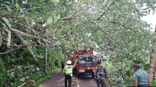BPBD dan PLN menangani pohon tumbang jalur ke Bangli di kawasan Tampaksiring, Gianyar, Rabu (3/7/2024). (Dok BPBD Gianyar).