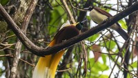 Wisata minat khusus ini dilakukan sebagai upaya pengelolaan hutan Kampung Malasigi secara lestari dan berkelanjutan yang saat ini sudah mendapat pengakuan Pemerintah Republik Indonesia melalui penerbitan Surat Keputusan Pengelolaan Hutan Kampung Nomor SK.8557/MENLHK-PSKL/PKPS/PSL.0/8/2023, yang diserahkan langsung oleh Presiden Republik Indonesia Joko Widodo. Surat keputusan tersebut menandakan bahwa Kampung Malasigi berhak sepenuhnya mengelola kawasan hutan di area kampung.