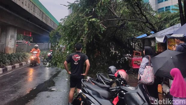 Hujan dengan angin kencang terjadi di wilayah Jakarta. Satu pohon di Jalan Kapten Tendean, Mampang Prapatan, Jakarta Selatan (Jaksel), tumbang. (Iqbal/detikcom)
