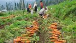 Panen Raya, Harga Wortel Turun Rp 7000/Kg