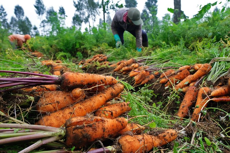 Petani memanen wortel di perladangan kawasan lereng Gunung Sindoro Desa Sigedang, Kejajar, Wonosobo, Jawa Tengah, Rabu (3/7/2024). Menurut petani, harga wortel turun menjadi Rp7.000 per kilogram dari harga sebelumnya Rp8.000 per kilogram di tingkat petani karena dipicu panen raya wortel di sejumlah daerah. ANTARA FOTO/Anis Efizudin/aww.