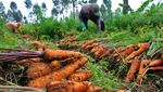 Panen Raya, Harga Wortel Turun Rp 7000/Kg