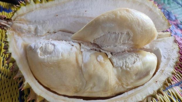 Pembeli Ini Protes Diberi Durian Busuk Ternyata Jenis Durian Enak