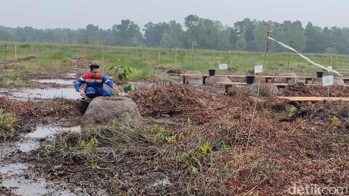 Petugas Pertamina sedang menanam pohon di kawasan JSC.