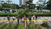 Pohon itu tumbang dan melintas di atas trotoar.
