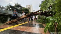 Pohon tumbang itu mengganggu warga yang melintas.