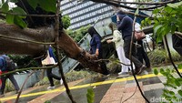 Tidak ada korban jiwa akibat tumbangnya pohon tersebut.