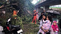 Pohon tumbang itu sempat mengganggu warga yang melintas.