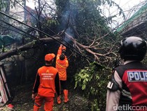 Pohon Tumbang Juga Terjadi di Jalan Tendean Jaksel, Ini Potretnya