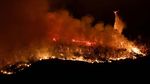 Potret Kebakaran Hutan di California