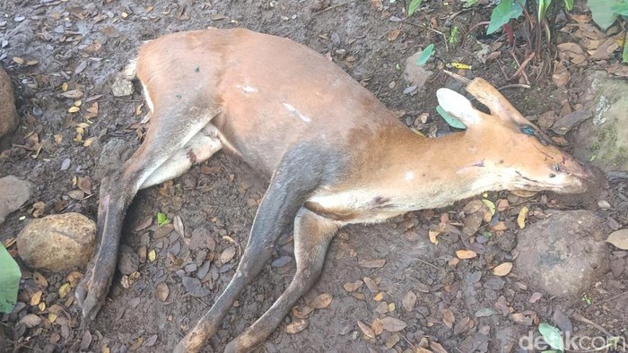 Rusa masuk ke perkampungan di Desa Kademangan Kecamatan Mande mati