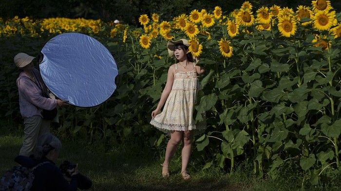 Terpesona Cantiknya Bunga Matahari yang Bermekaran di China A visitor takes her selfies amid blooming wildflowers and sunflowers at the Olympic Forest Park in Beijing, China, Wednesday, July 3, 2024. (AP Photo/Vincent Thian)