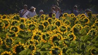 Pemandangan bunga-bunga matahari yang bermekaran di sebuah Taman Hutan Olimpiade di Beijing, China, Rabu (3/7/2024).