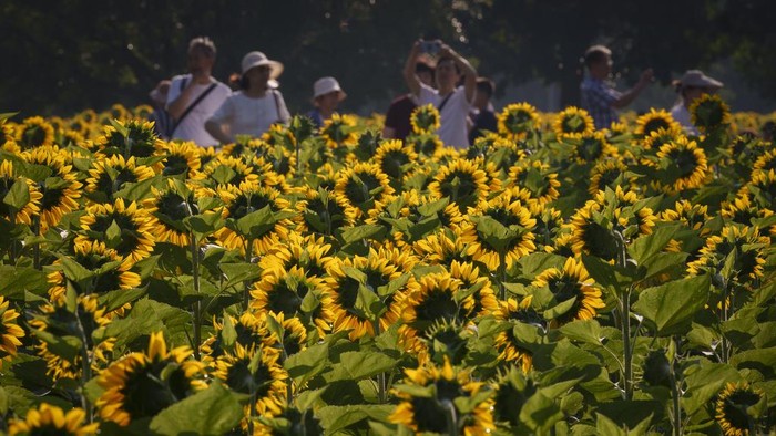 Terpesona Cantiknya Bunga Matahari yang Bermekaran di China A visitor takes her selfies amid blooming wildflowers and sunflowers at the Olympic Forest Park in Beijing, China, Wednesday, July 3, 2024. (AP Photo/Vincent Thian)