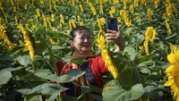 Seorang pengunjung berfoto selfie di tengah mekarnya bunga matahari.