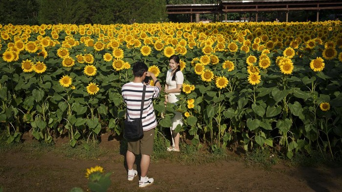 A visitor takes her selfies amid blooming wildflowers and sunflowers at the Olympic Forest Park in Beijing, China, Wednesday, July 3, 2024. (AP Photo/Vincent Thian)