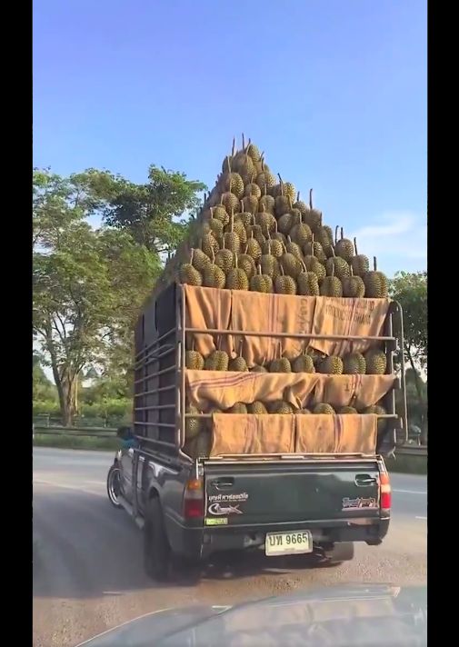 Ngeri! Mobil Bak Angkut Durian Bermuatan Menggunung Membentuk Piramida