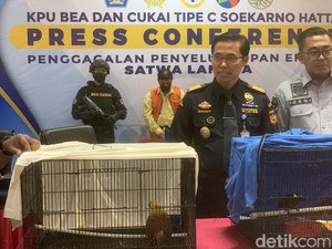 Nekat Selundupkan 2 Cenderawasih, Aktor Bollywood Diciduk di Bandara Soetta