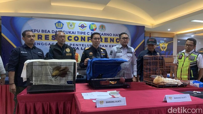 Penyelundupan Cenderawasih dalam Koper, Aktor Bollywood Ditangkap di Bandara Soekarno-Hatta
