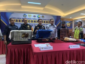 Cenderawasih di Koper Aktor Bollywood dalam Kondisi Setengah Dibius