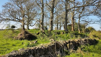 5: Benteng Peri: Irlandia dipenuhi benteng peri. Mungkin ada sebanyak 40.000 tersebar di pedesaan. Benteng ini adalah sisa batu melingkar dari tempat tinggal prasejarah. Namun menurut cerita rakyat, itu adalah lokasi mitos penuh keajaiban. Sebagian percaya fungsinya sebagai pintu masuk ke dunia peri dan tak boleh diganggu dalam keadaan apa pun. Dipercaya luas, mengganggu benteng peri mengakibatkan nasib buruk, cedera, bahkan kematian. Tahun 2012, orang terkaya di Irlandia, pria bernama Seán Quinn, bangkrut, konon disebabkan oleh relokasi benteng peri. Foto: Wikipedia