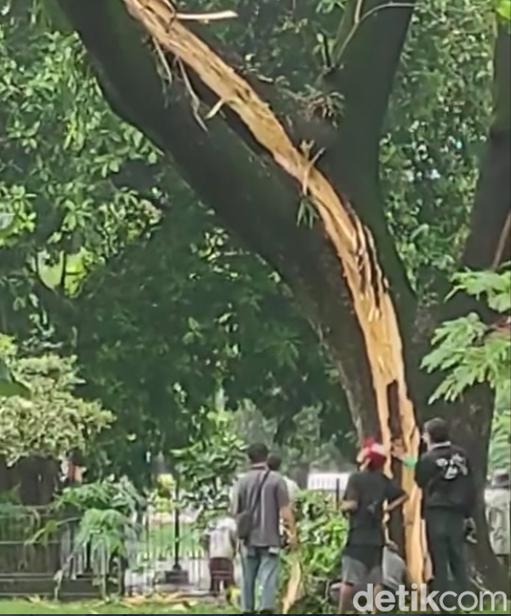 Hujan deras disertai petir juga terjadi di Kota Bekasi, Jawa Barat. Bahkan ada petir yang menyambar pohon besar di taman sebuah perumahan. (dok Pribadi/Wahyoe)